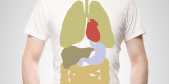 อวัยวะภายใน (Internal Organs)