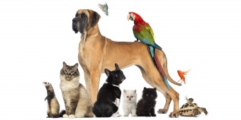 สัตว์เลี้ยง (Pet)