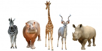 สัตว์ป่า (Wild Animals)