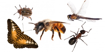 แมลง (Insects)