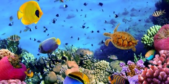 สัตว์น้ำ (Aquatic Animals)