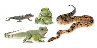 สัตว์เลื้อยคลาน (Reptiles)