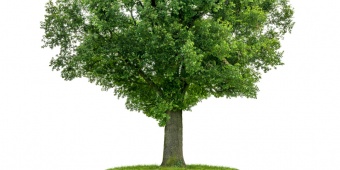 ต้นไม้และพืชพรรณ (Trees and Plants)