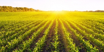 ฟาร์ม (Farm)