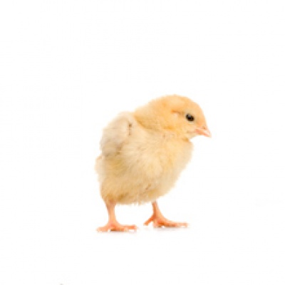 chick