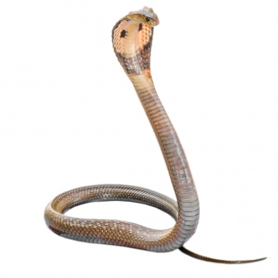 cobra