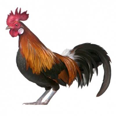cock