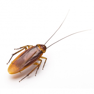 cockroach