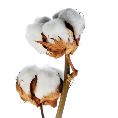 cotton plant