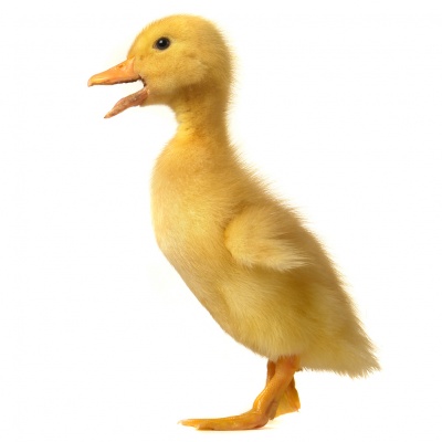 duckling