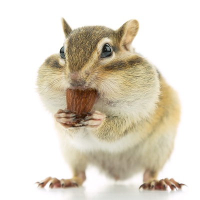 chipmunk