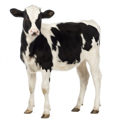 cow