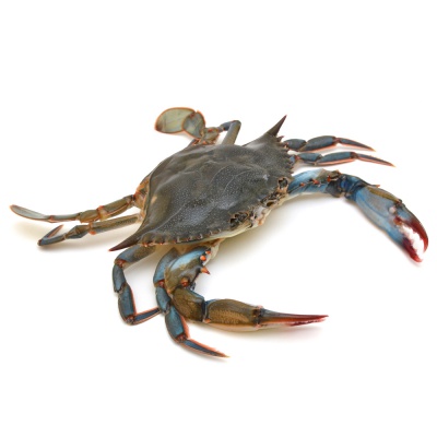 crab