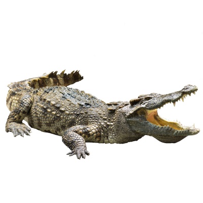 crocodile