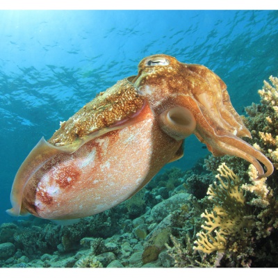 cuttlefish
