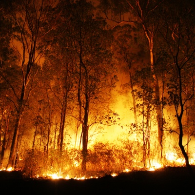 forest fire
