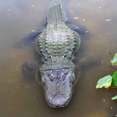 alligator