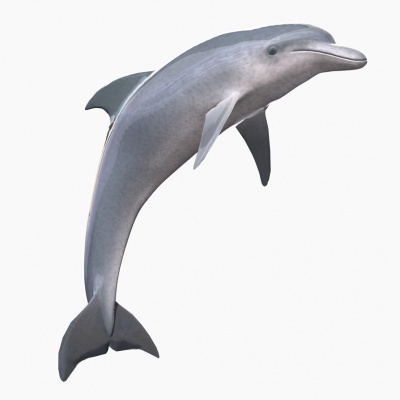 dolphin
