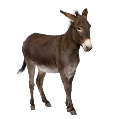 donkey