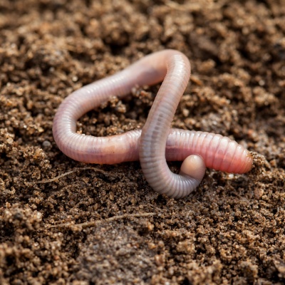 earthworm