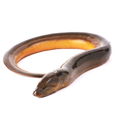 eel