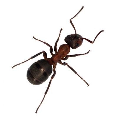 ant
