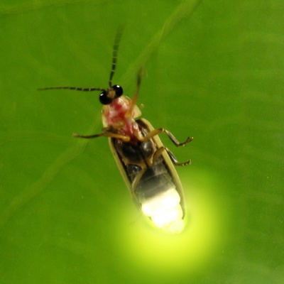 firefly