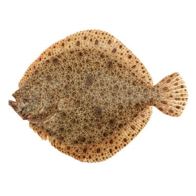 flounder