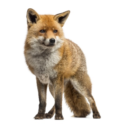fox