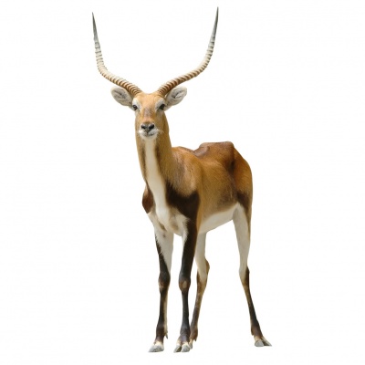 gazelle