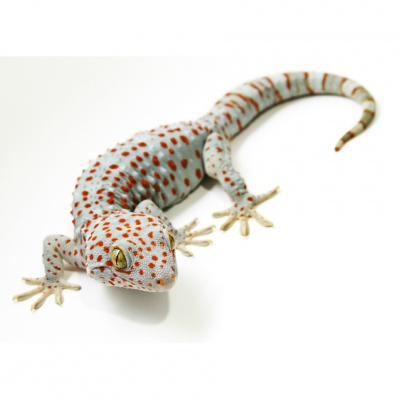 gecko
