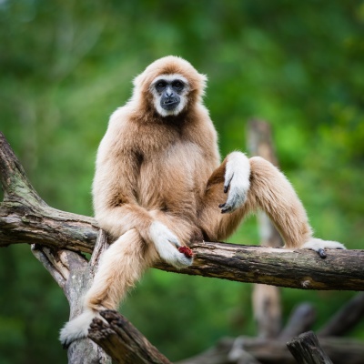 gibbon