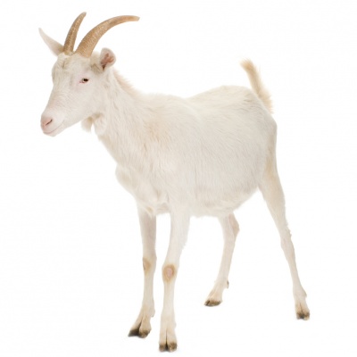 goat