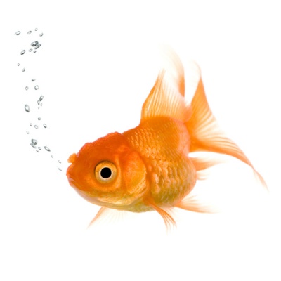 goldfish