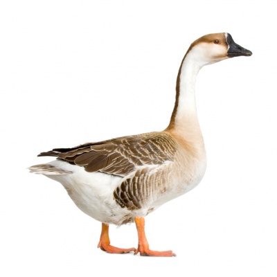 goose
