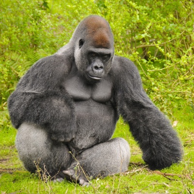 gorilla
