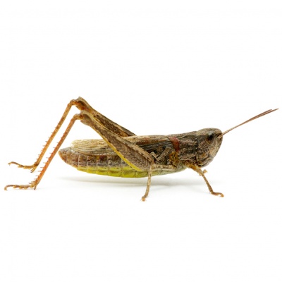 grasshopper