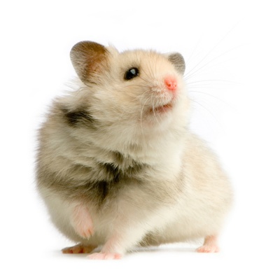 hamster