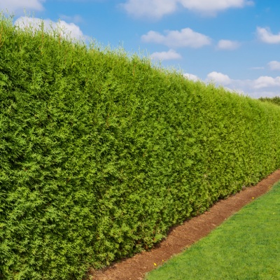 hedge