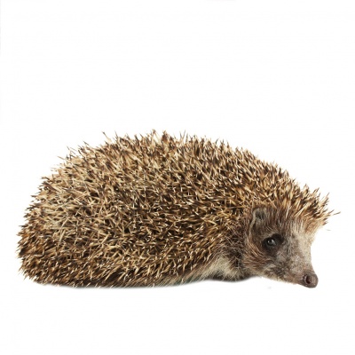hedgehog