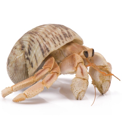 hermit crab