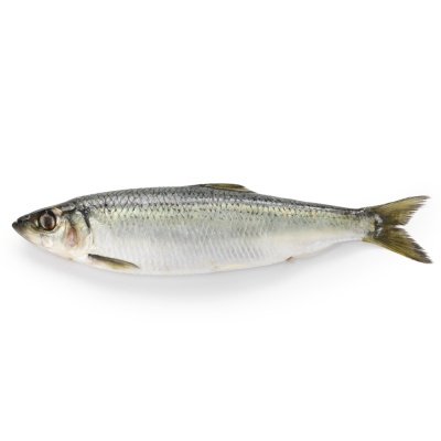herring