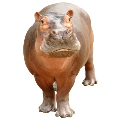 hippopotamus