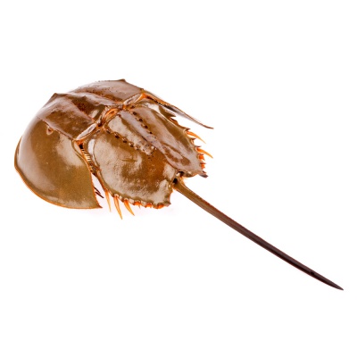 horseshoe crab