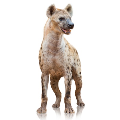 hyena