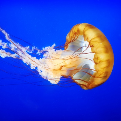 jellyfish