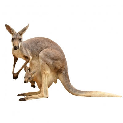 kangaroo