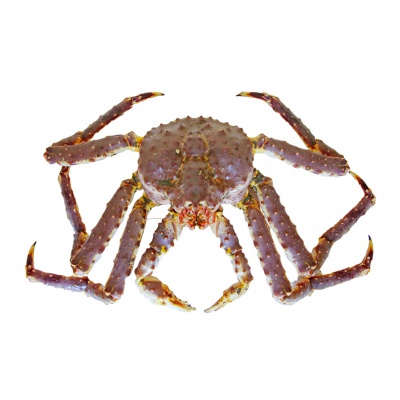 king crab