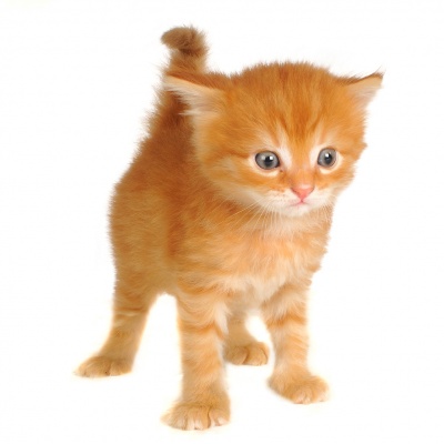 kitten