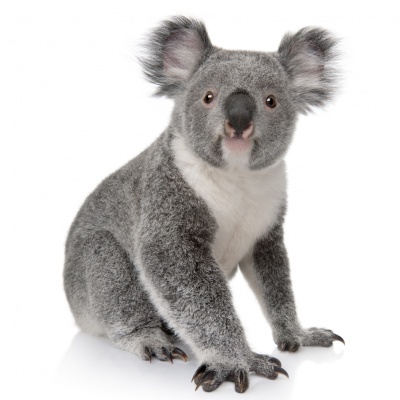 koala
